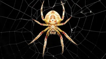 Ce înseamnă când visezi păianjeni