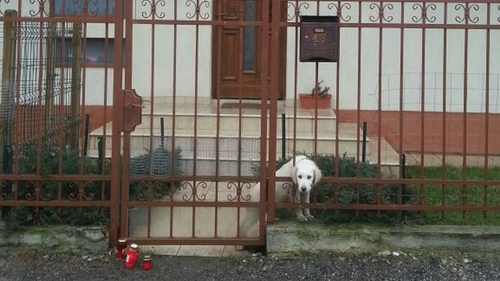 Drama nestiuta a lui Adrian Iovan! Ce s-a intamplat cu cainii lui toamna trecuta iti va rupe inima de tristete