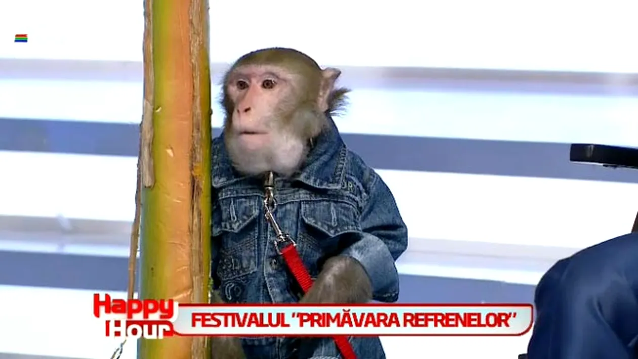 Paranghelie maxima la TV! Vezi ce face Catalin Maruta cu o maimuta in platoul emisiunii Happy Hour