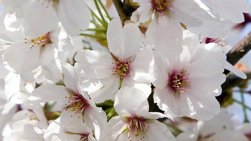 Cum va fi vremea de Florii! Ce temperaturi ii asteapta pe romanii din toata tara
