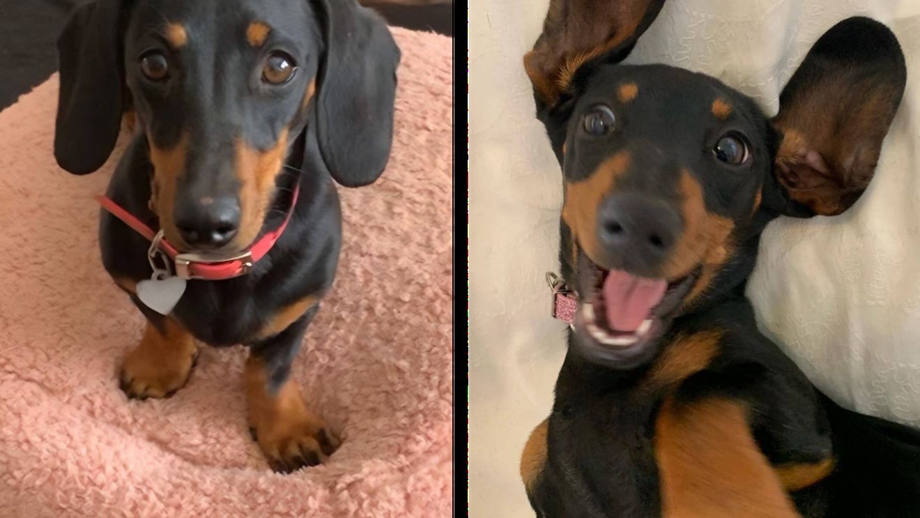 Povestea lui Valerie, teckelul pitic care s-a rătăcit 529 de zile în SĂLBĂTICIE! Cum a reușit să supraviețuiască