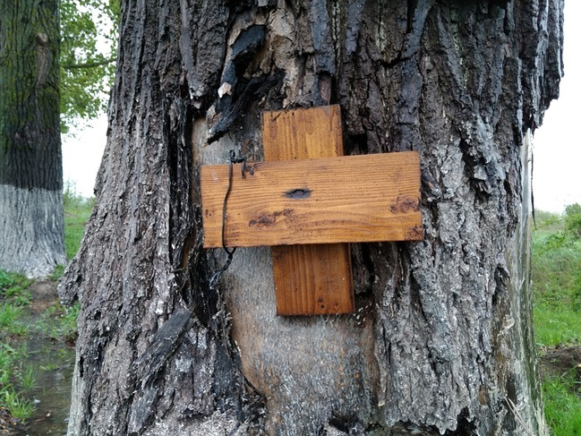 Ce a apărut la locul unde a murit Dan Condrea! Mesaje oculte şi obiecte religioase asezate pe copac