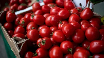 Roșiile românești, lux înainte de Paște. Cât plătesc românii în piețe și supermarketuri