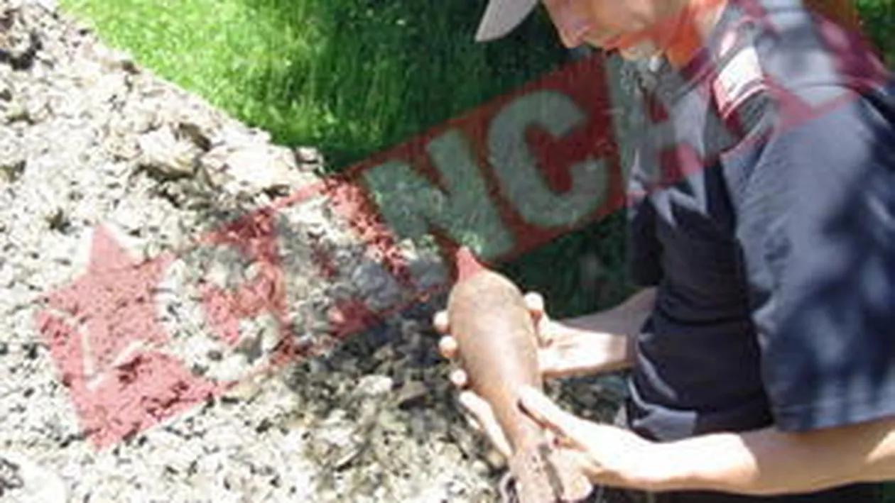 Aveau sub casa sute de bombe