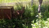 Pui de căprioară, sechestrat de mai mulți preoți, în Maramureș. Detalii înfiorătoare despre starea animalului