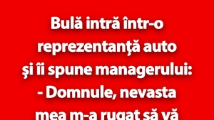 BANC | Bulă intră într-o reprezentanță auto