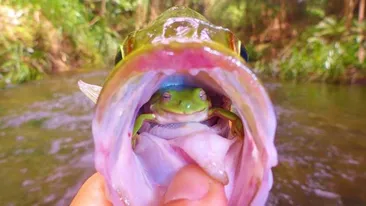 Un pescar a trait SOCUL VIETII in momentul in care a scos din apa acest peste! Nu iti poti imagina ce a gasit in gura lui