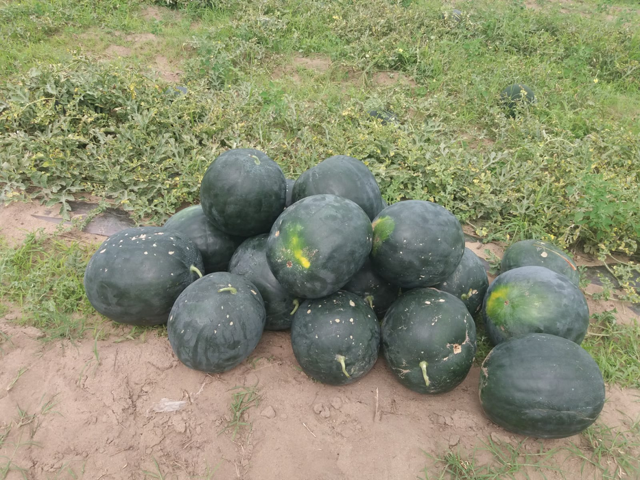 Pepenii de Dăbuleni, înjumătățiți de grindină