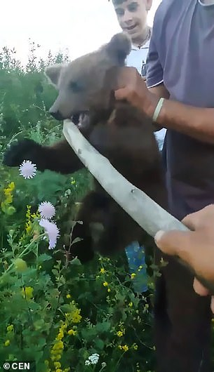 Șocant! S-au filmat în timp ce chinuiau un pui de urs