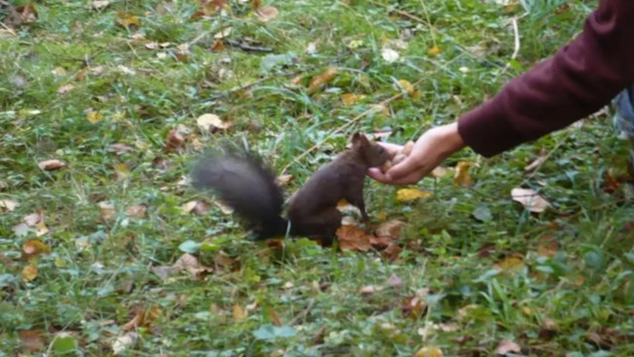 Bodyguarzi pentru veverite si preoti care sa cante mai... incet! Bucurestenii se intrec in sesizari si propuneri trasnite!