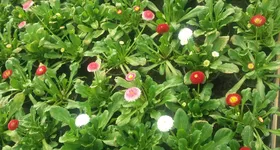 Galerie foto - poza 3