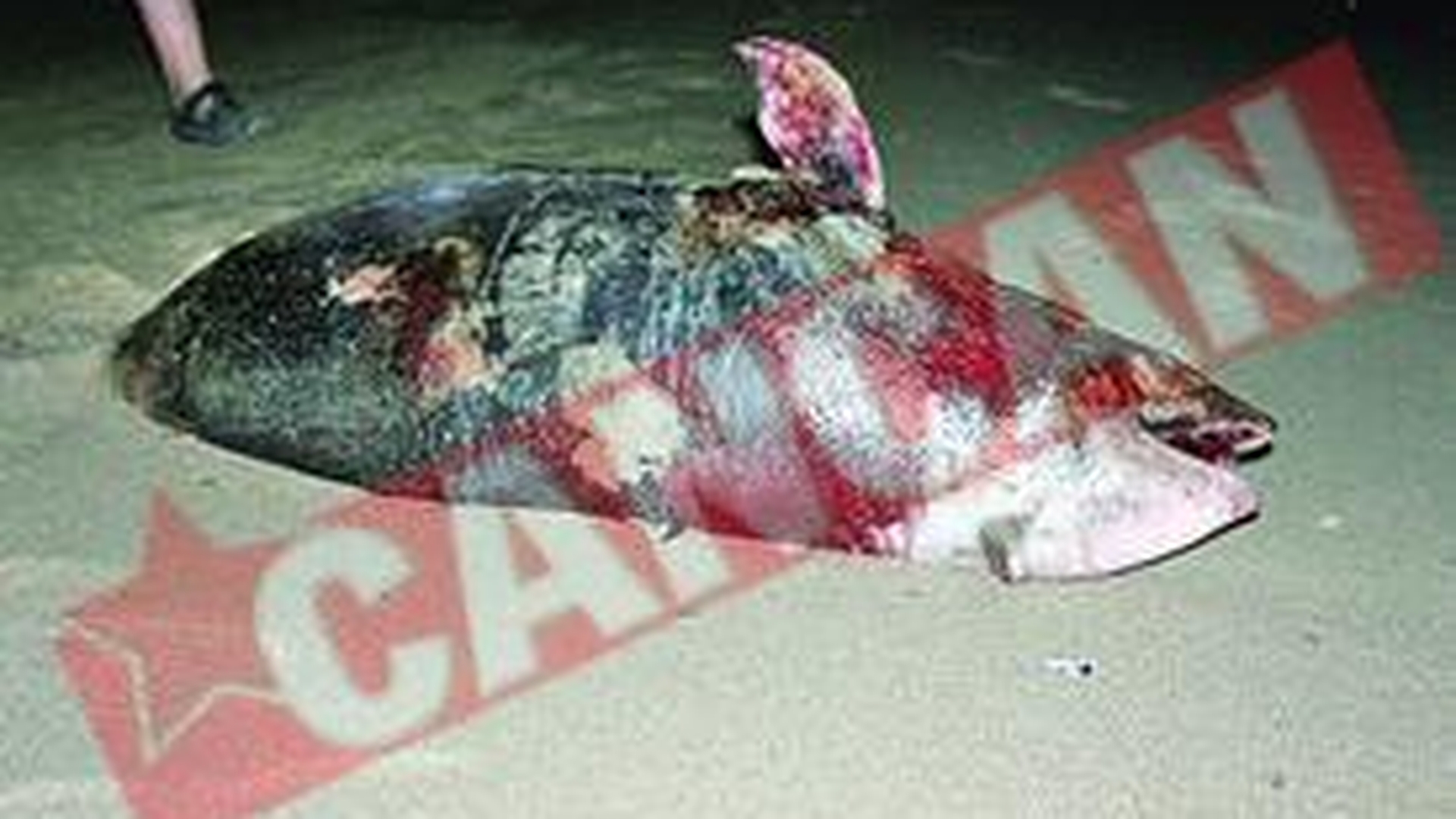 Delfin omorat pe litoral