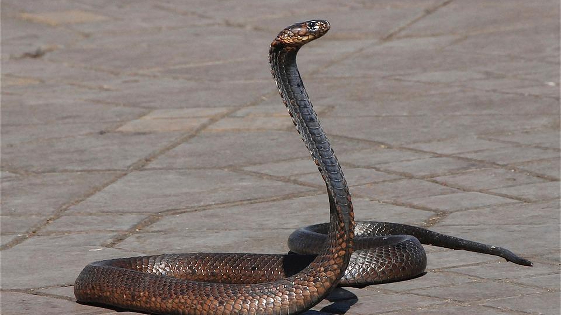Invazie de şerpi în Bucureşti! Scara unui bloc, plină de reptile. Oamenii se tem să mai stea în apartamente