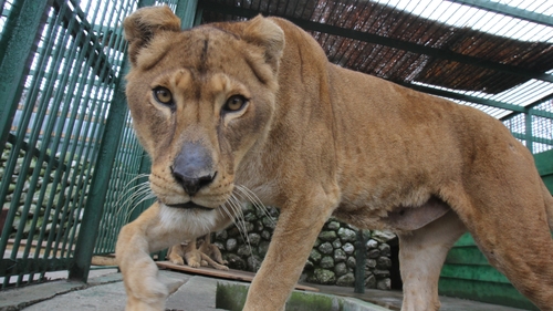 Ursoaica lui Nutu Camataru, botezata la ZOO Bucov. Partenera lui Baloo va fi Udrea!