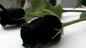 TRAGEDIE in presa din Romania! Jurnalista Anca Hriban a murit la 46 de ani