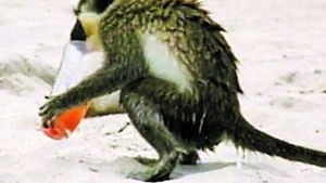 La panda dupa "pileala"