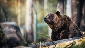 Panică pe străzile din Băile Tușnad! Opt urși au fost alungați de jandarmi