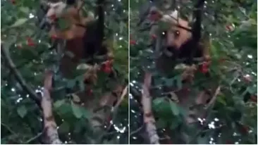 Imaginile zilei | Un urs s-a cocoțat într-un pom și a „furat” cireșe, în Vrancea. Ce s-a întâmplat la scurt timp