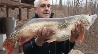 Record la pescuit! A prins o stiuca de 17 kilograme!
