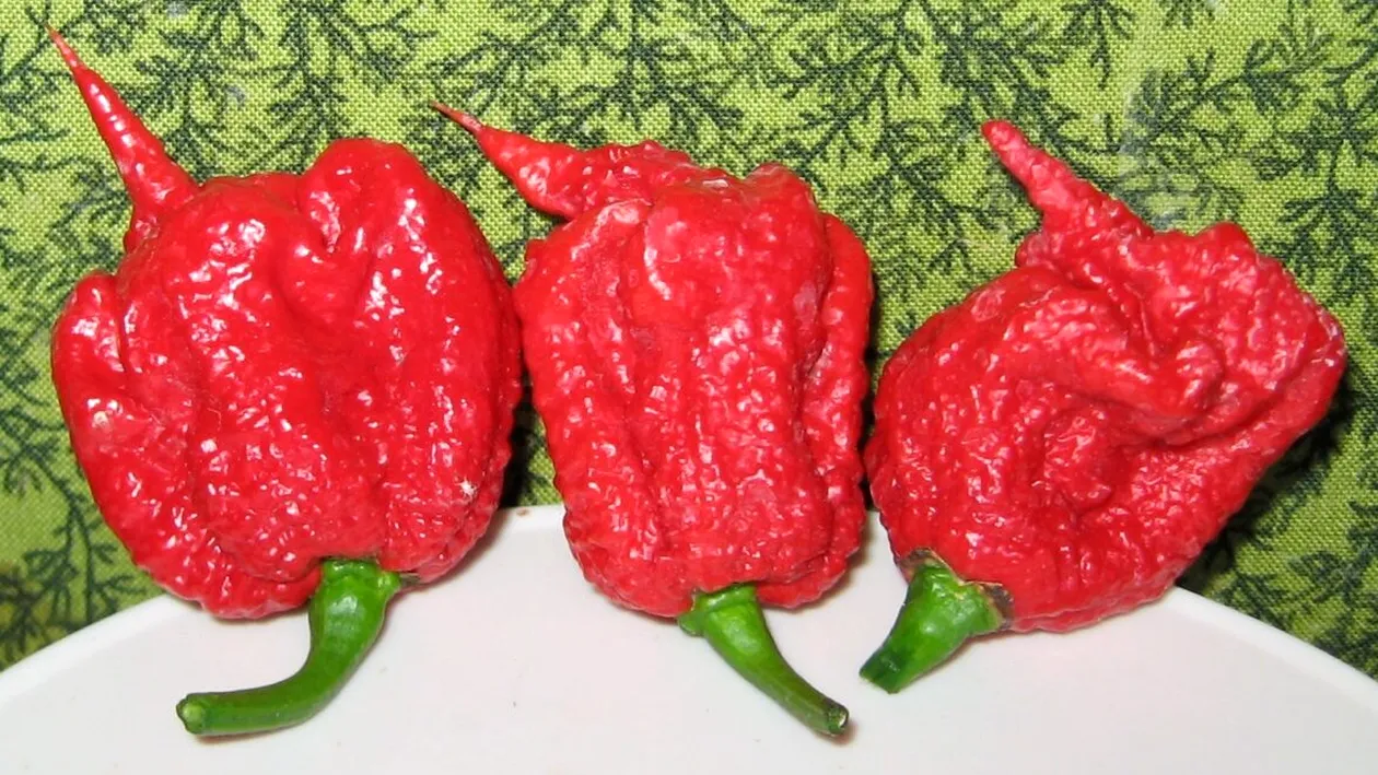 „Da’ iute să fie!” Românii și ardeiul lor curajos. Dar știi care este, de fapt, cel mai iute ardei din lume?