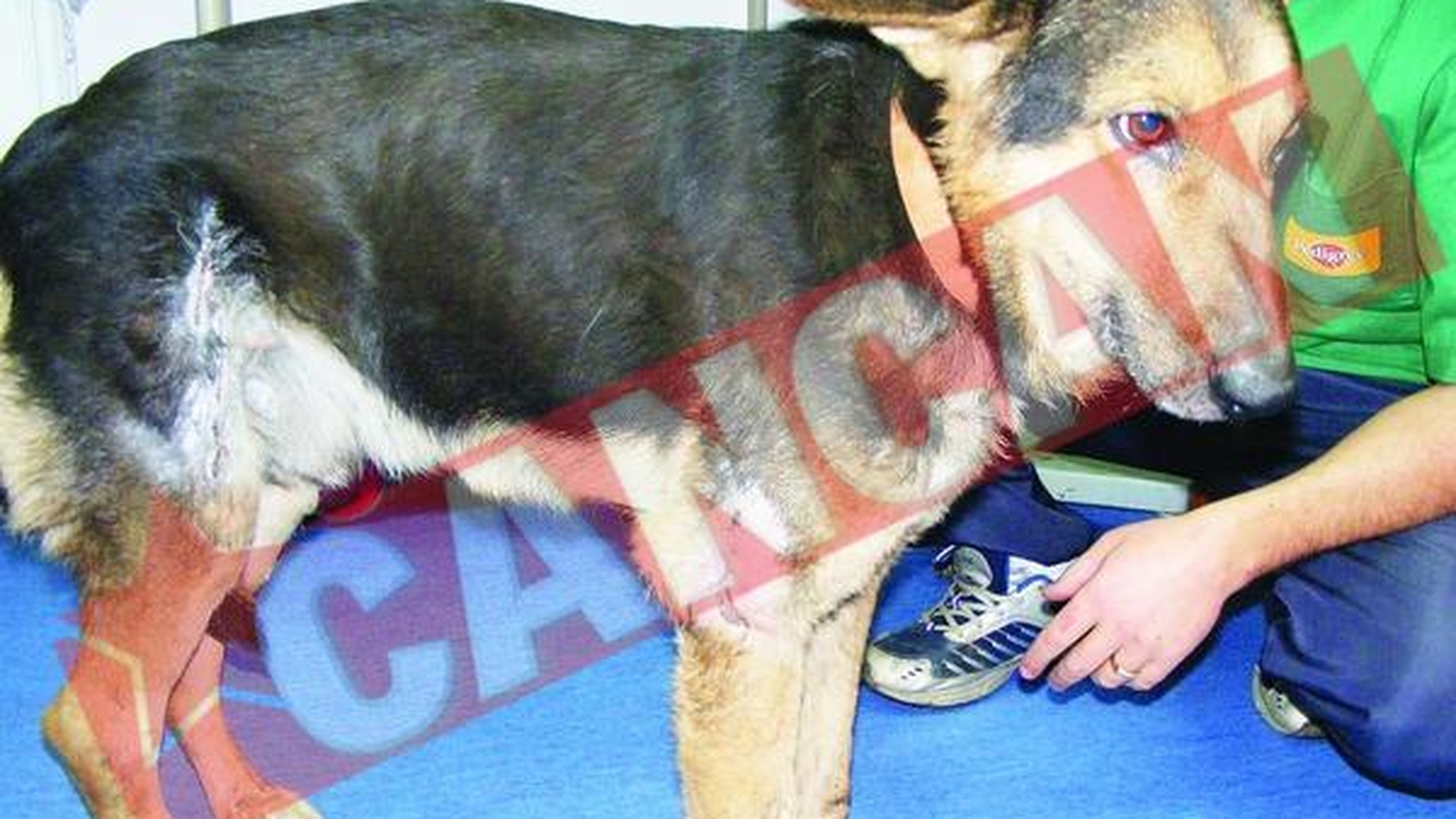Vor sa-l adopte pe cel mai torturat caine din Romania