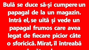 BANC | Bulă se duce să-și cumpere un papagal de la un magazin