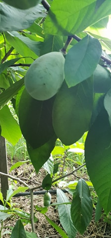O olteancă și soțul ei neamț cultivă arbori exotici într-o comună vestită pentru legumele tradiționale