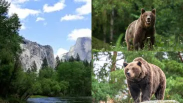 Turist canadian, de urgență la spital după ce a fost atacat de urs în Brașov! A scăpat ca prin minune din ghearele animalului