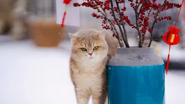 Horoscop zilnic 2 decembrie 2021. Fecioarele pot afla un adevăr dureros