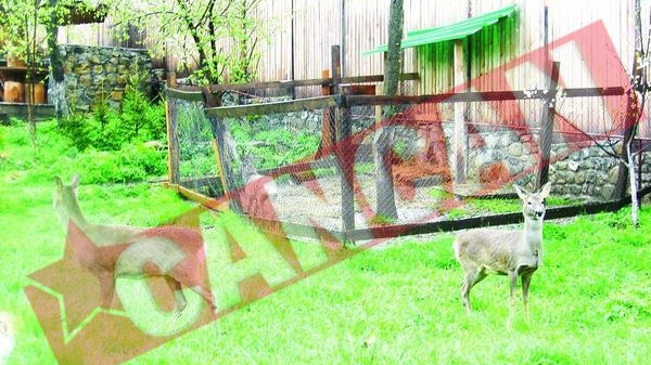 Leoaica inchisa in vila din Dambovita, trimisa la Zoo