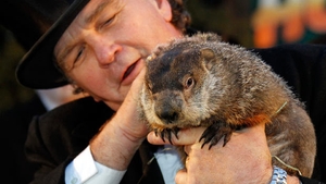 Astăzi se sărbătoreşte celebra „Groundhog Day“. Iată ce se va întâmpla şi ce înseamnă de fapt „Ziua Marmotei“