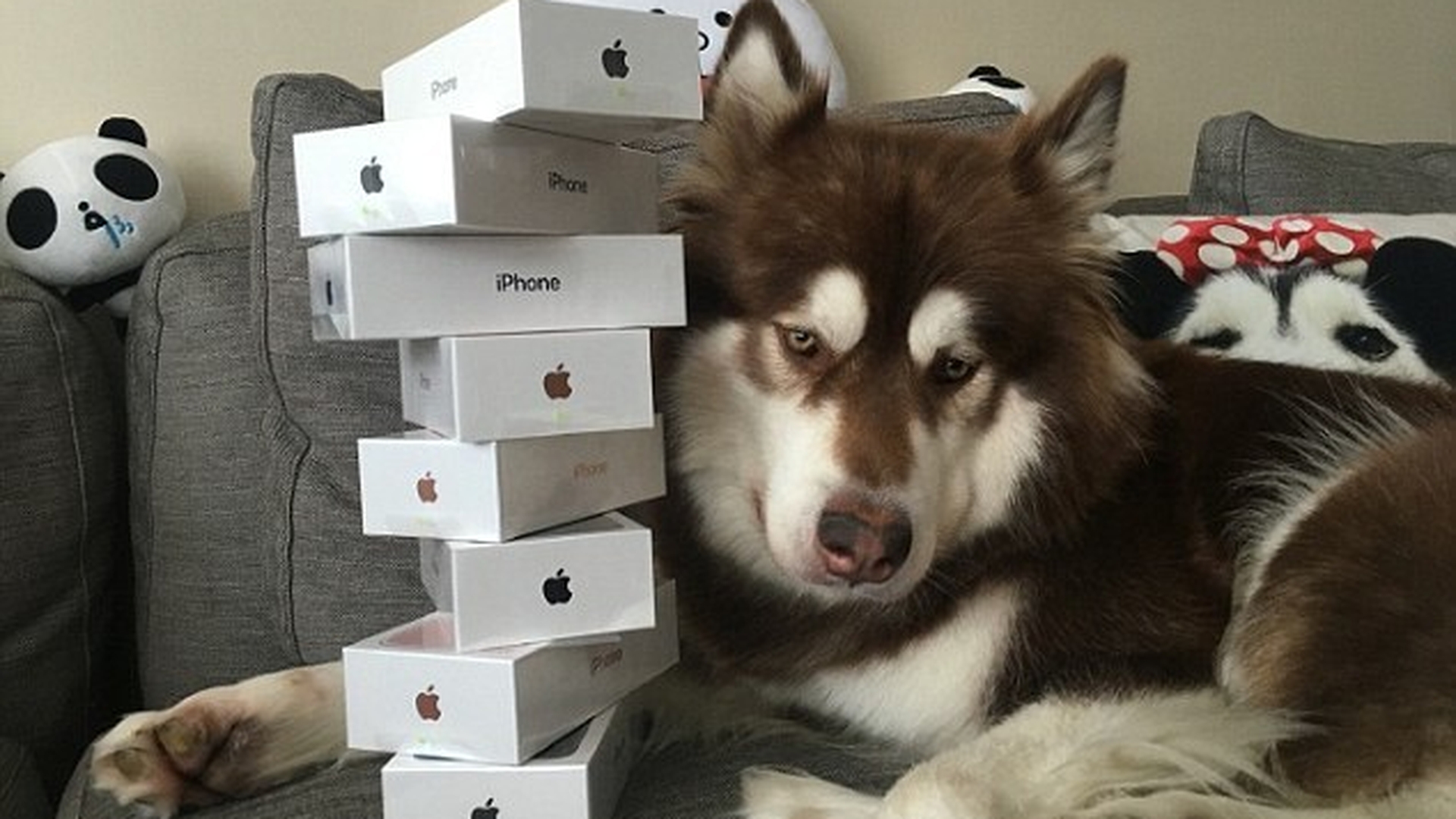 Un miliardar chinez i-a cumpărat şapte iPhone 7... câinelui! Ce a mai primit cel mai răsfăţat patruped din lume