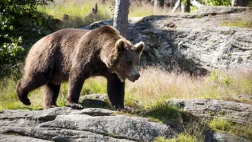 Și-a rupt ambele picioare încercând să fugă de urs! Experiența traumatizantă a unui turist în munții Făgăraș