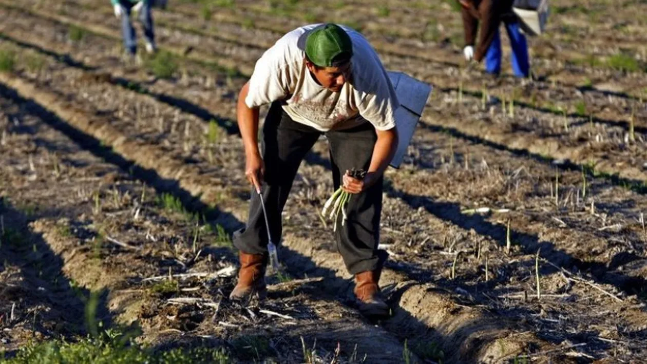 Coșmarul prin care trece un român în Germania, plecat la cules sparanghel: a ajuns la Ambasada României, la Poliție, dar…