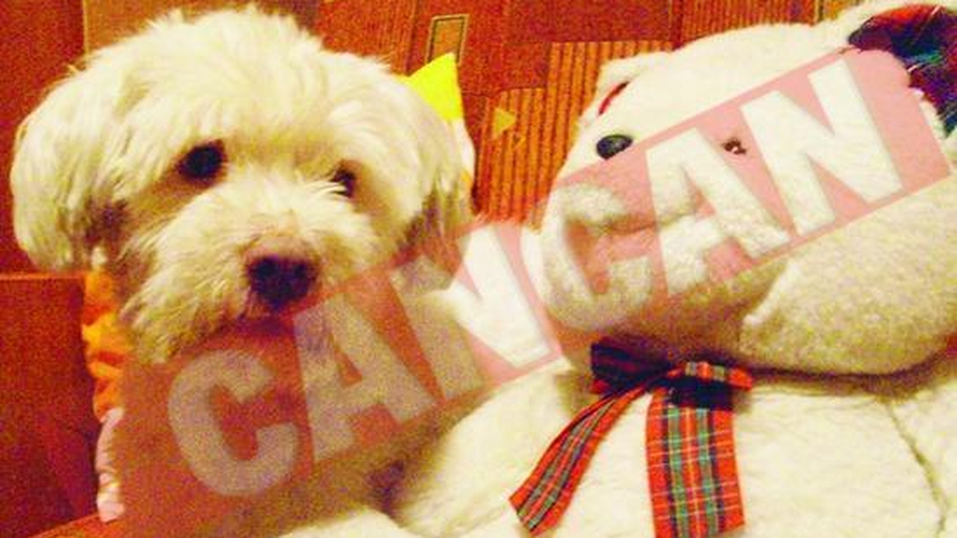 Ei sunt Lola, Bibi si Dixie!