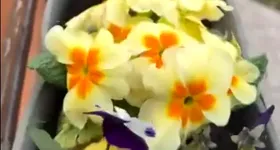 Galerie foto - poza 2