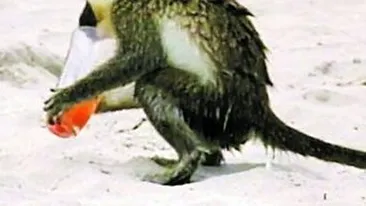 La panda dupa pileala