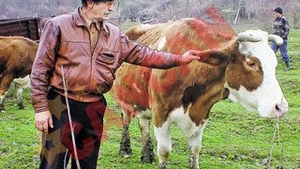 Vaca Veronica e star de cinema