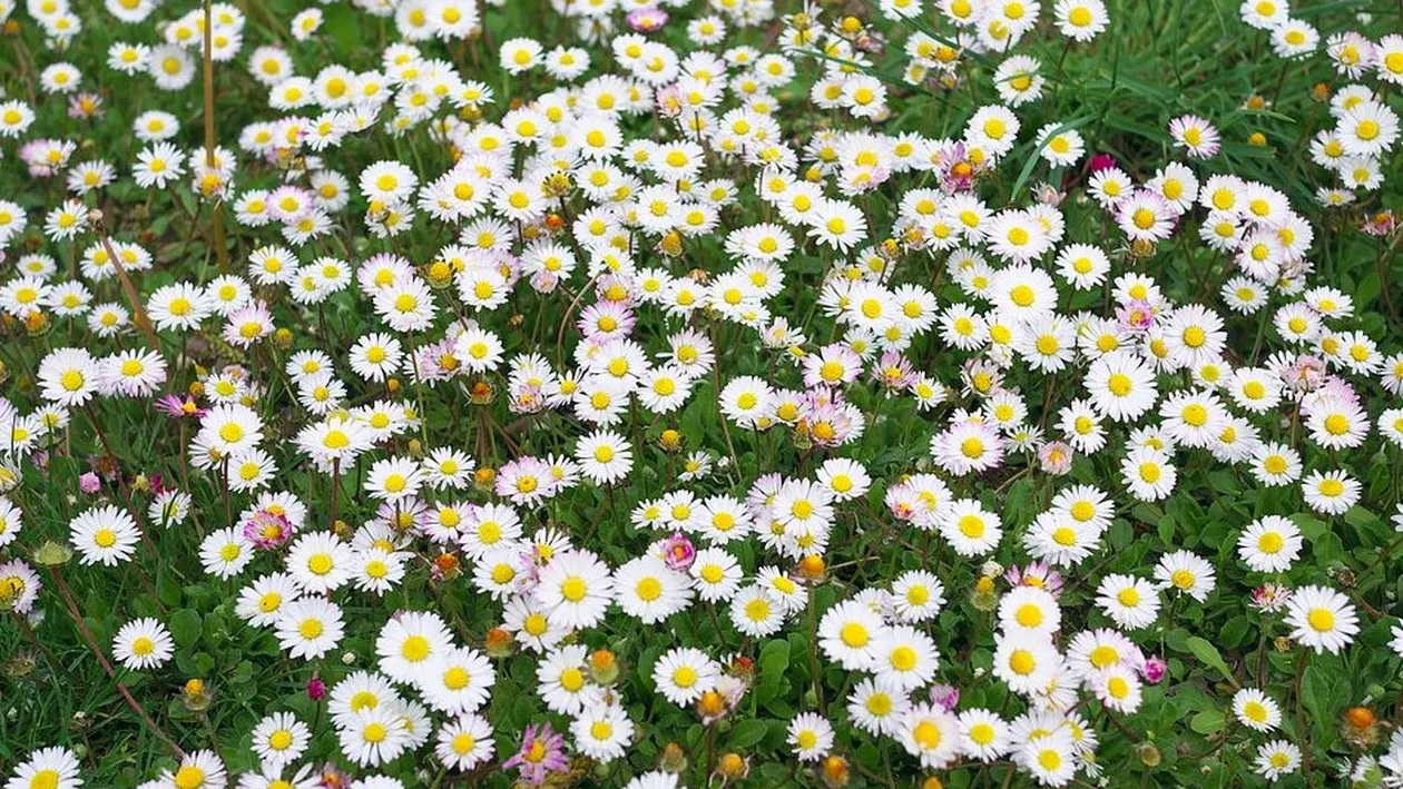 Prognoza meteo 19 aprilie: Vreme caldă și frumoasă în toată țara