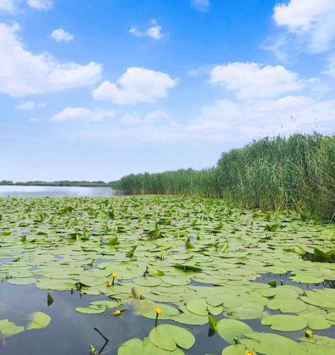 Dincolo de peisajele fermecătoare, Delta Dunării are o faună extrem de dezvoltată (Foto: Facebook)