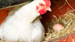 Ce a fost mai întâi: oul sau găina? Oamenii de știință au găsit răspunsul, în sfârșit