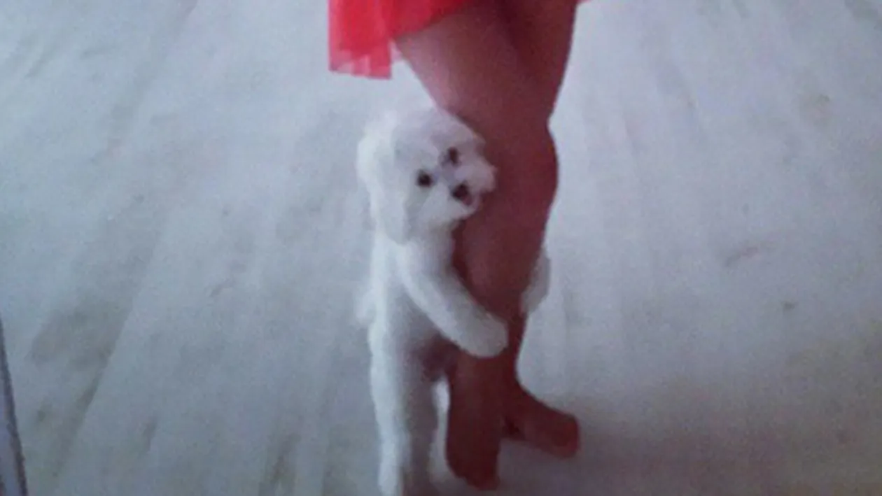 Ce vedeta de la noi si-a surprins animalul de companie in aceasta situatie rusinoasa! Vezi ce versiune are stapana