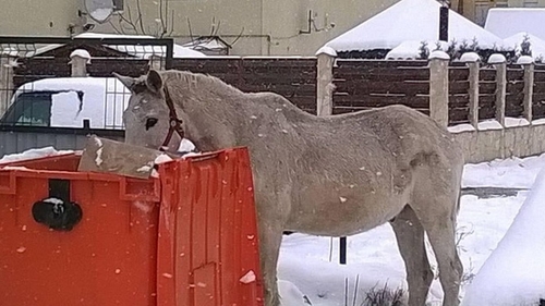 Imagini INGROZITOARE surprinse in Romania! Mai multi cai abandonati pe strazi se hranesc din gunoaie! Vezi unde se intampla