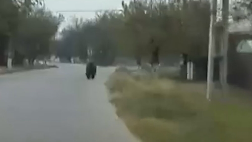 Video! Doi bărbaţi au intrat în panică după s-au întâlnit pe şosea cu un...urs! Întreg momentul a fost filmat şi postat pe reţelele de socializare:"Nu am văzut în viaţa mea un urs aşa de mare"