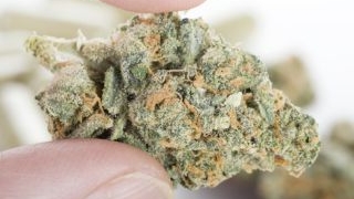Un barbat a fost prins in flagrant in Brasov, in timp ce incerca sa vanda 500 de grame de cannabis