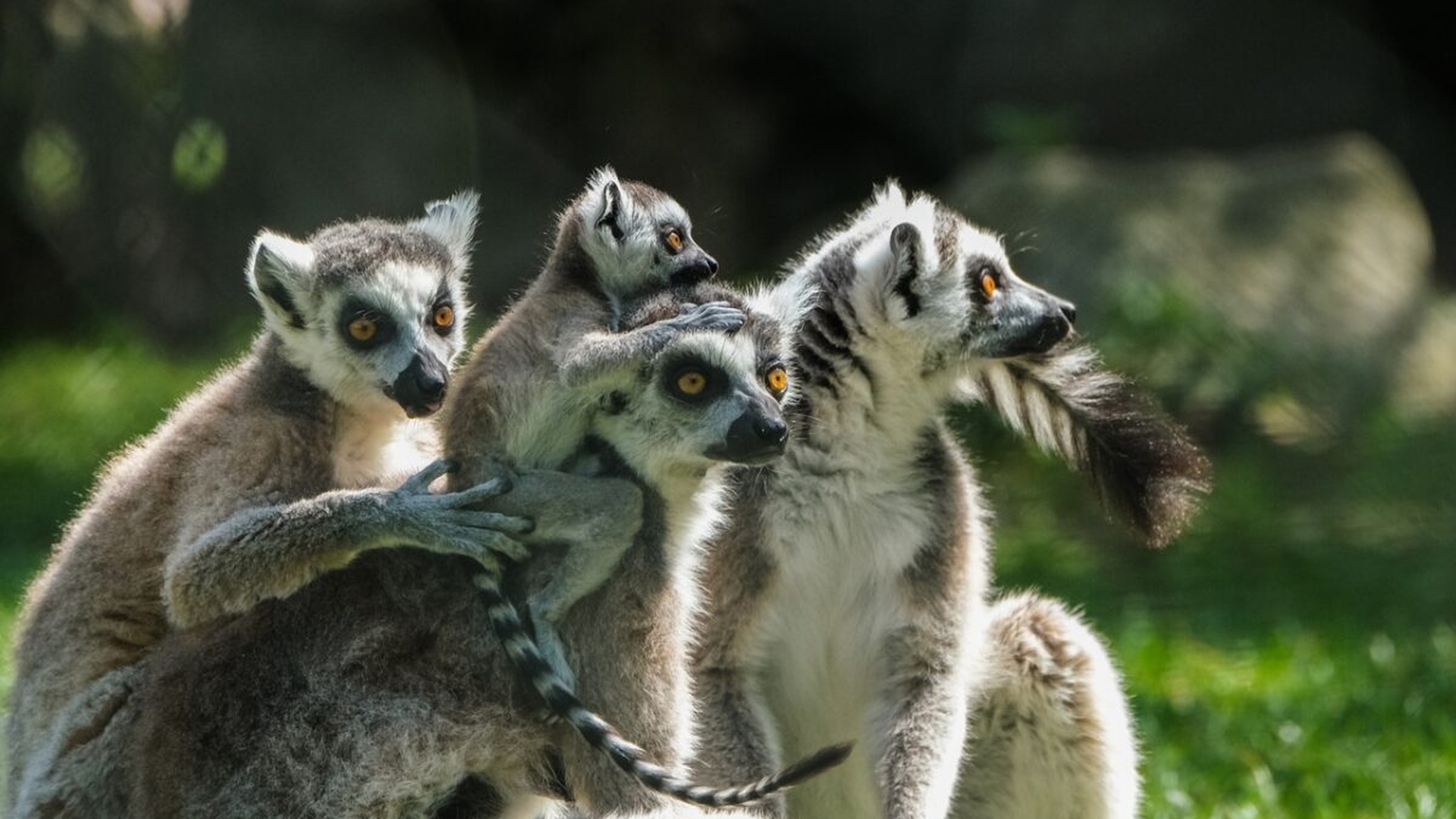 Caz bizar în Călărași! Un lemur a fost furat de la grădina zoologică. Unde a fost găsit animalul