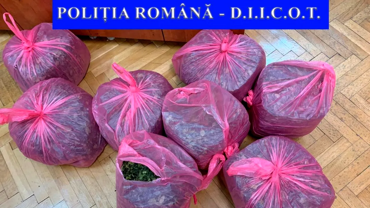 Captură fabuloasă la Iași. 25 de kilograme de marijuana africană, aduse din Kenya cu ruta Suedia