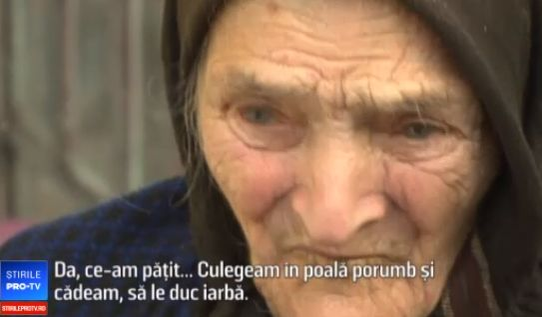 Disperarea unei femei de 92 de ani din Giurgiu! S-a închis în coteț cu porcii când au venit inspectorii veterinari: „De când sunt nu am pomenit aşa ceva!”