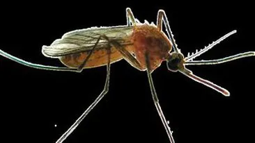 West Nile a imbolnavit 15 romani