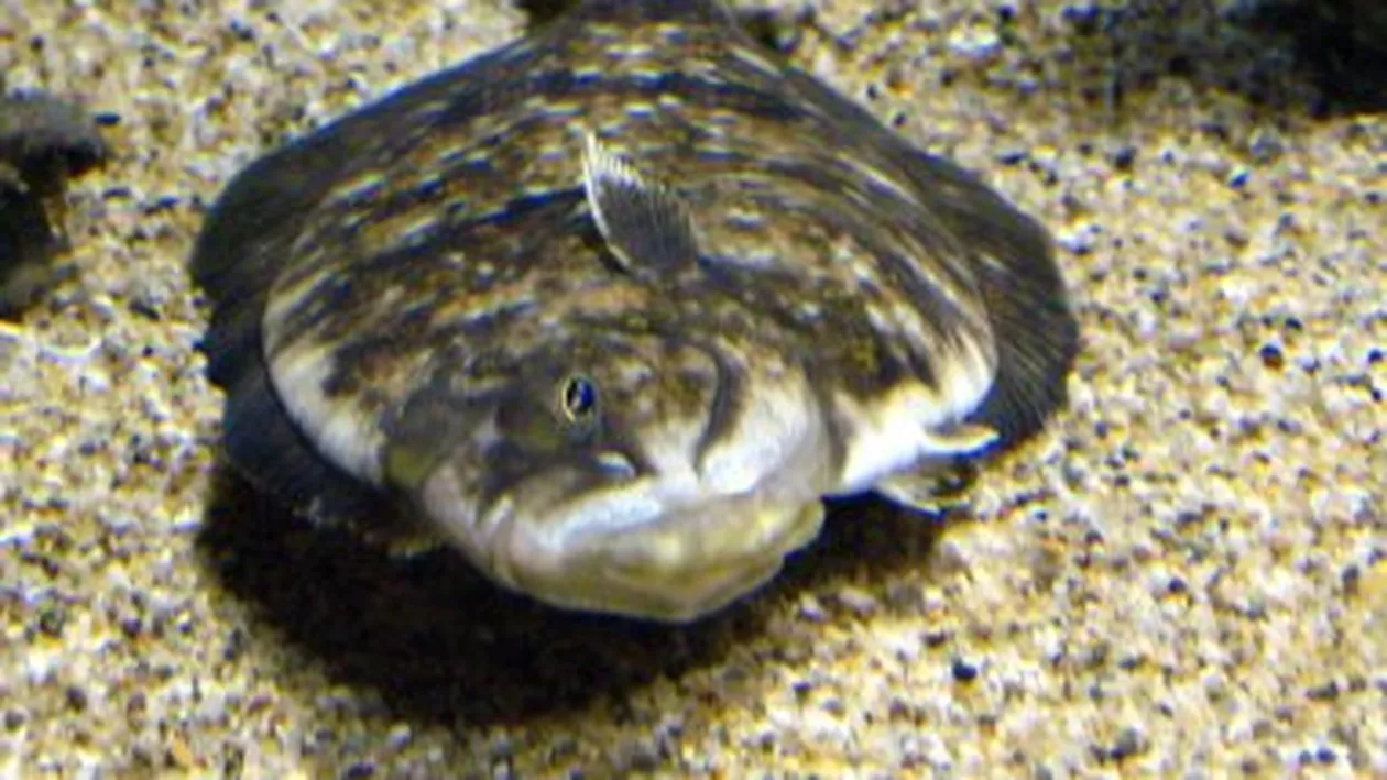 A murit in cel mai stupid mod posibil, din cauza unui peste! Uite cum a fost posibil asa ceva!